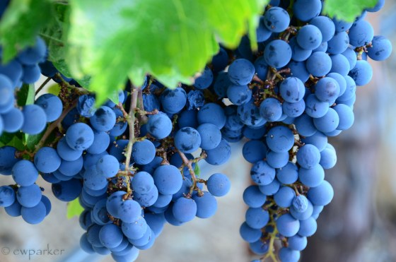 Jetsy_Napa (23 of 49)