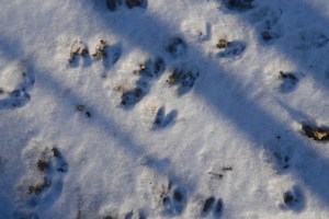 Deer tracks