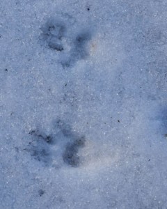 These little hands - are they squirrel tracks?