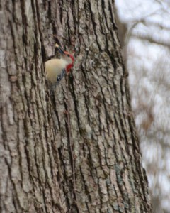 Red-Bellied Woodpecker