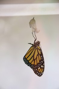 Newly emerged in the incubator portion of the exhibit