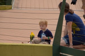 Right after this picture, this little parrot hopped on the boys shoulder and was rewarded with ear-splitting, bone-chilling screams, as were we all!