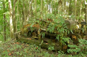 Found during our forest wander ...