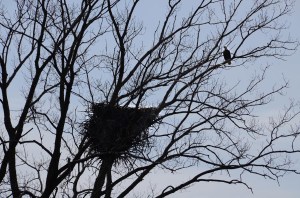 Guardian of the nest!