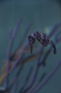 Sea horses!  What a treat!