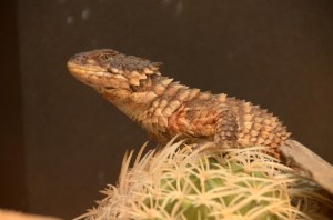 Not a horned toad ...