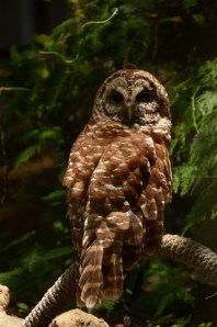 Rehabilitated raptor