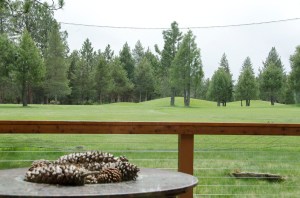 Huge pine cones! (Sugar Pine cones) One of many natural marvels!