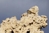 One of two little squirrels playing on this tufa.