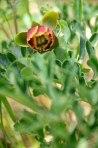 The wildflower Annie was shooting: A western peopny (paeonia brownii)