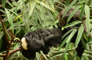 Creatures in the rain forest!