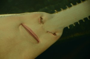 Not a face!  Juat the nose and mouth of this shark!