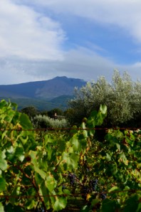 Vineyard (with red and green grapes) with Etna as the background!