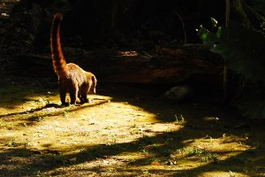 Coatimundi