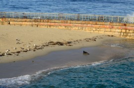 Harbor seals on the beach near La Jolla