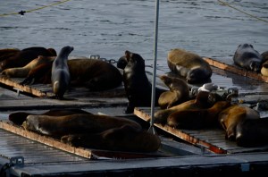 Sea lions on the bait dock...They really are quite distinctly different from seals.