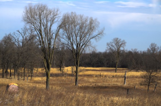 Imagine how much nicer without the deer stand...