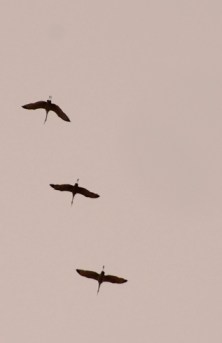 Three sand hill cranes overhead