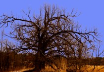 Oak against the blue sky