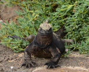 This is a marine iguana.  We saw these to the point of nausea, but this one was the first and all alone...probably the best picture I got.  Our guide wasn't kidding when she said we would see los more of them!