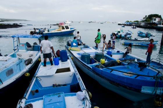 It was a busy little port where the sea lion made her daring snatch...The fisherman was not going to catch her with everyone in his way.