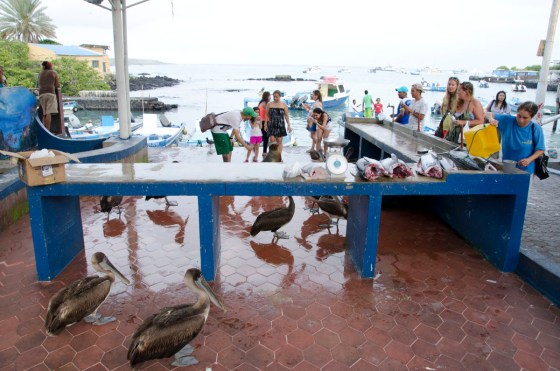 Scene of the man vs beast drama.  See the big, cleaned, fish on the table.  The sea lion was smart enough to wait until the work had been done before she grabbed it off the table and dove into the water.  You can see one of her fellows posing for pictures.