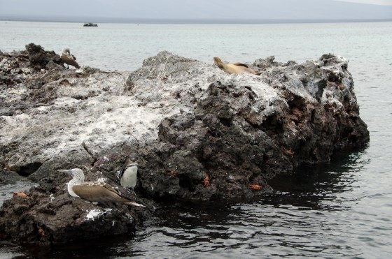 The area was rich with wildlife. Five species alone in this picture. Can you find them all?