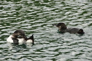 Galapagos Penguins - only about 18" tall.