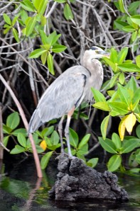 A Great Blue Heron - also a visitor to my pond in WI.