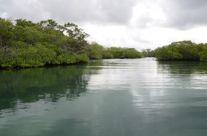 Quiet waterways among the mangroves
