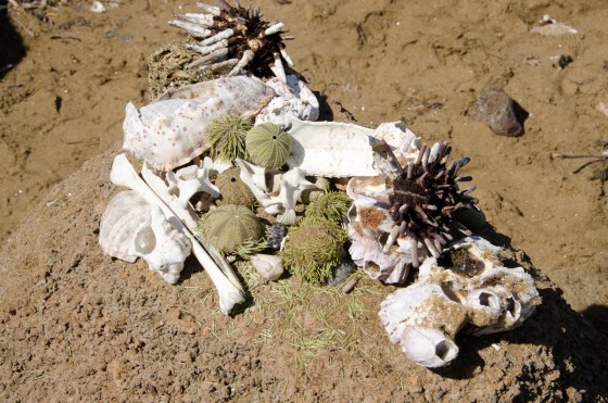 A collection of interesting artifacts left behind by rangers for the guides?  Note the green sea urchin!  That isn't alga.