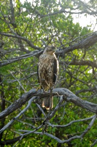 Young, male Galapagos Hawk