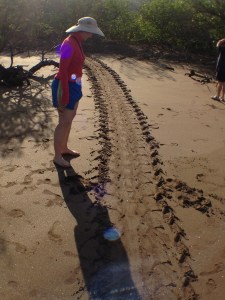 Evidence of sea turtles - recent, too!
