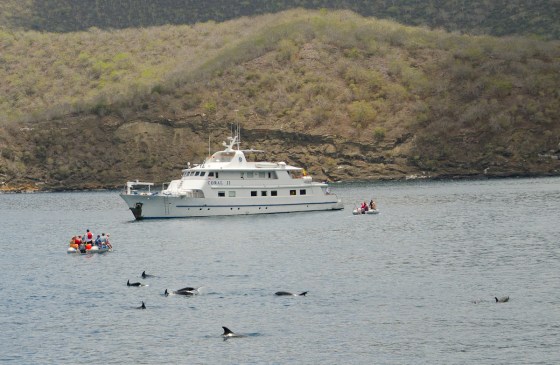 Our sister ship, Coral II in the background.  The people in the panga had quite a view of the dolphins!