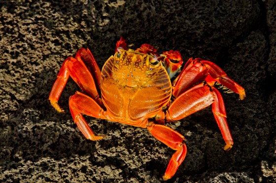 Sally Lightfoot Crab