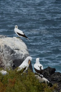 Nazca Boobies