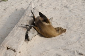 We set our gear down near this little fellow, amazed that he could possibly be comfortable like this.