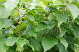 Hazelnut bushes