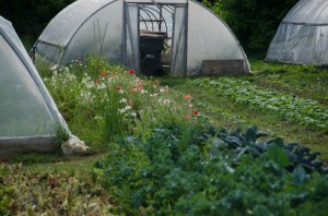 Flowers are as much a part of this farm's production as are the organic vegetables and eggs.