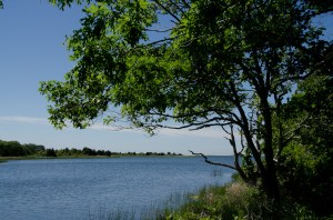 View of Tisbury Great Pond