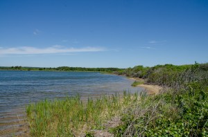 Another view of the shore of the Great Pond