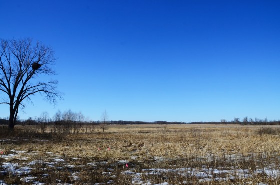 This is nest #1!  Belongs, or perhaps belonged, to a pair of eagles who have been nesting here for years.  I saw no action around the ree, though I did see eagles on two occasions.  If there is a bird on the nest, the eggs are not yet a month laid, so that bird would not be visible.  Usually however, the mate is in the trees nearby - and that I didn't see.