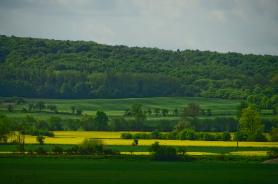 Canola fields - one of the most beautiful sights of this trip.