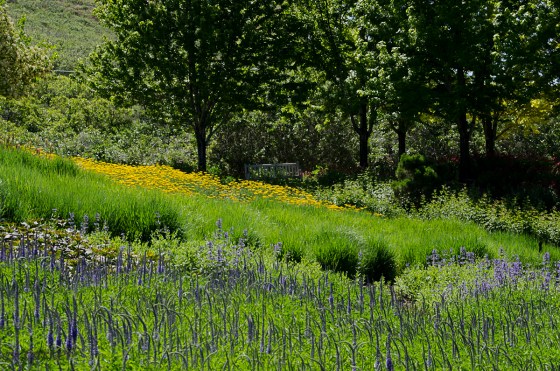 Another view of the garden.