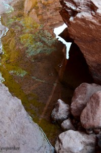 Look closely and you'll see the little black tadpoles I found in this pool.
