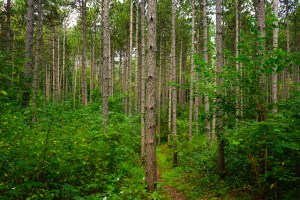 Beautiful stand of very tall, skinny pines.