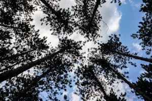 Looking skyward is a treat!