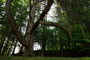 I had to show you this tree! This property was deforested before the conservation efforts of F. Billings. Amazing how this tree grew - looking for the sun!
