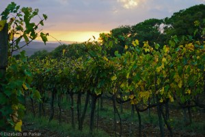 The grapes have been harvested already; the colors reminded me of the fall in the US.