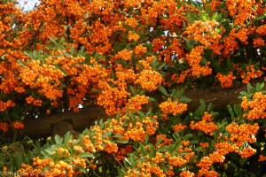 Can anyone ID this plant? It is beautiful- appearing as hedges as well as single planting.